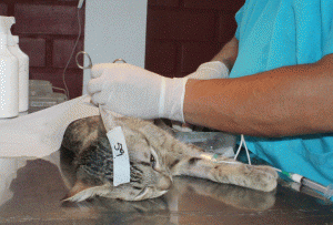 esterilizacion 1 gacitua